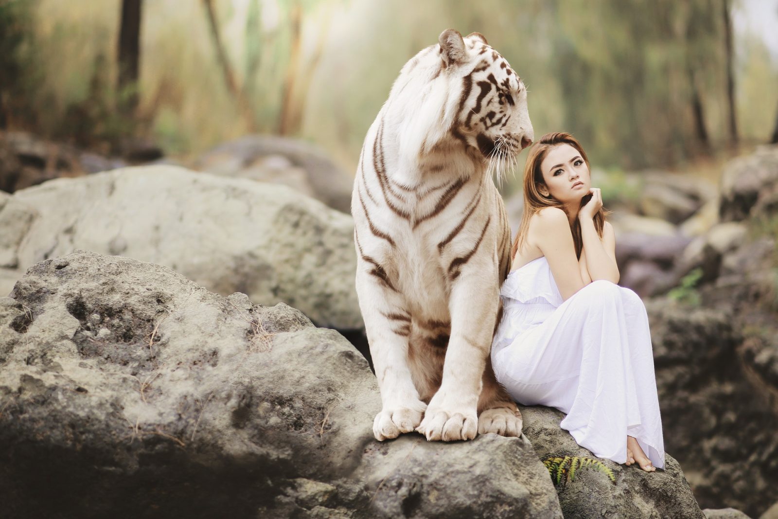 Thinking In Front of a Tiger